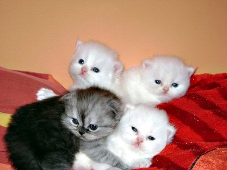 Warm And Fuzzy - photos, kittens, kitten, cats, cat, animals, kitty