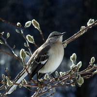 Mockingbird in Magnolia