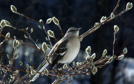 Mockingbird in Magnolia - bird, animals