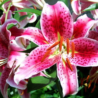 Asiatic Lily