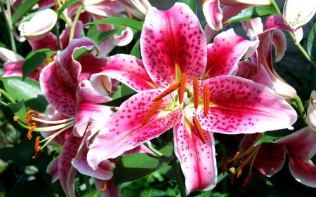 Asiatic Lily - flowers