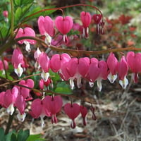 Bleeding Heart