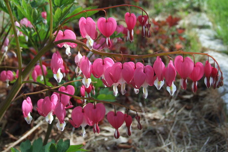 Bleeding Heart - flowers