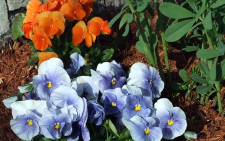 Pansies in Garden - flowers