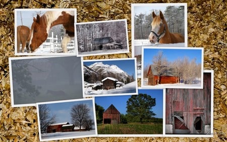 Horses & Barns - horses, rural, collage, farms, widescreen, country, barns