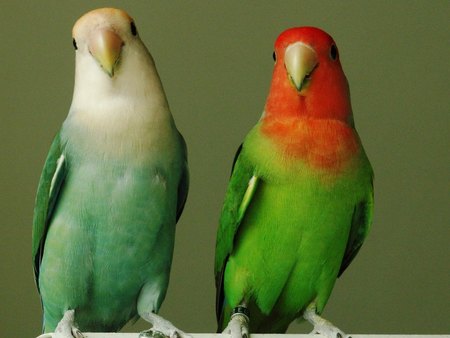 Parrots