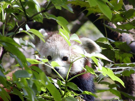 Red Panda - panda, tree, red