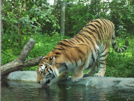 Tiger - tigre, animal, tiger