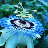 brooklyn blue