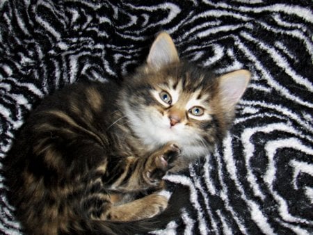 Main Coon Baby Kitten