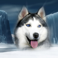 Gorgious  Husky