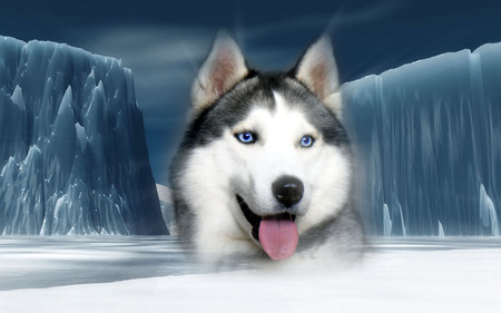 Gorgious  Husky - abstract, husky, photoshop, dog, puppies, nature, dogs, puppy, art, animals