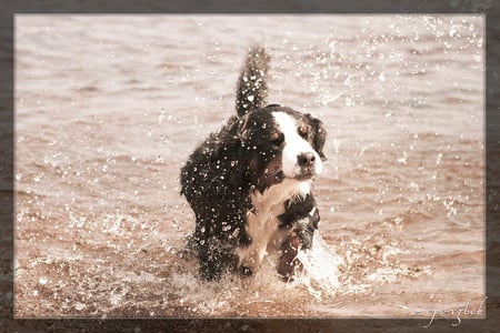 Dog Splash - dogs, photography, dog, puppies, puppy, animals