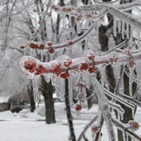 Frozen Maple Tree