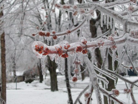 Frozen Maple Tree - frozen, maple, tree