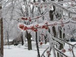 Frozen Maple Tree