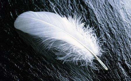 feather on Granite (WDS) - granite, photography, wds, feather, widescreen