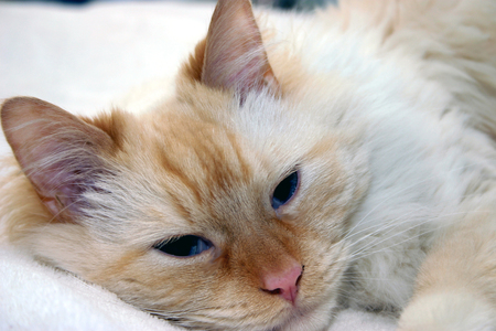 flame pt domestic - flame pt, cats, longhair cats