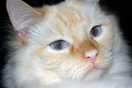 what a beauty! - flame pt, longhair cat, cats