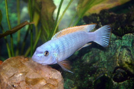 fred - fish, tropical freshwater, travassee