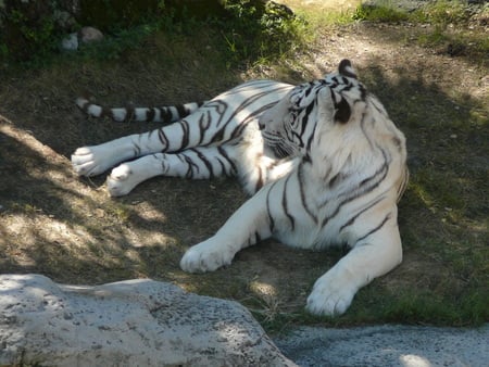 White tiger - tigre, white tiger, animal, tigre branco