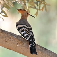 Hoopoe (WDS)