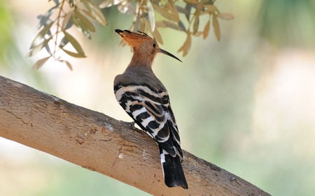 Hoopoe (WDS) - widescreen, wds, hoopoe