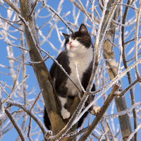 Cat in the frozen tree