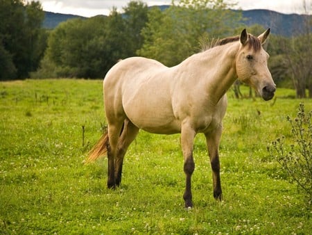 Horse - animal, cavalo, horse