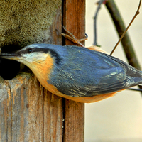 Nuthatch - Kleiber