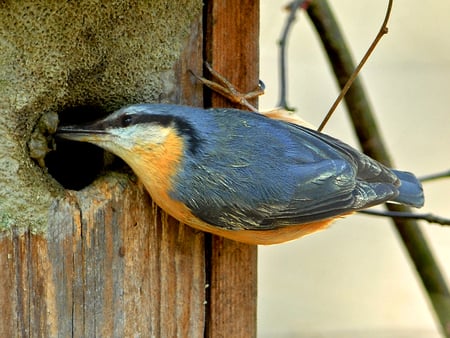 Nuthatch - Kleiber - bird, nuthatch, kleiber