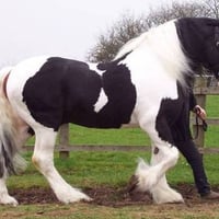 Beautiful Paint Horse