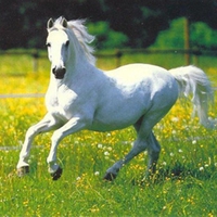 White Horse