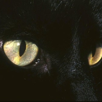 Mystic-cat-eyes