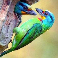 Beautiful Birds