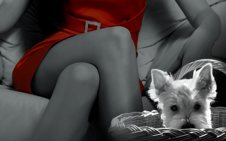 Hi little Puppy - woman, puppy, dog, red