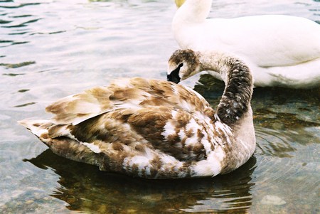 Almost there - white, lake, swan, brown, preening, young, changing