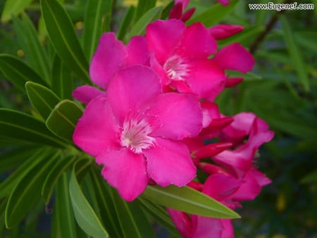 Pink Flowers - flowers, beautiful, pink, picture