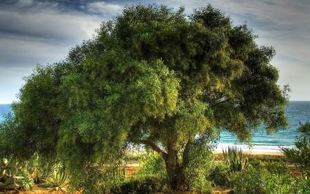 Swamp Wattle - tree, acacia, cactus, ocean, swamp wattle