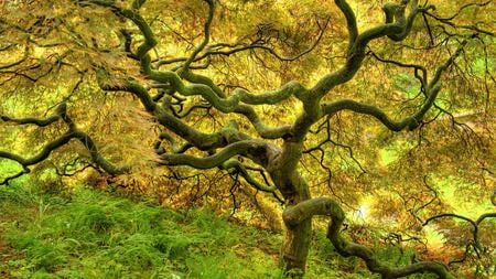 Tropical dry forest - massive tree, forest, ferns, mouldy branches