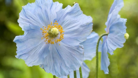 Blue Poppy Flowers - poppy, flower, nature