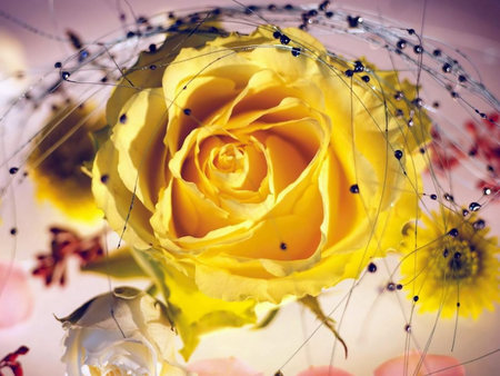 Yellow Roses - flowers, yellow roses, wispy decorations