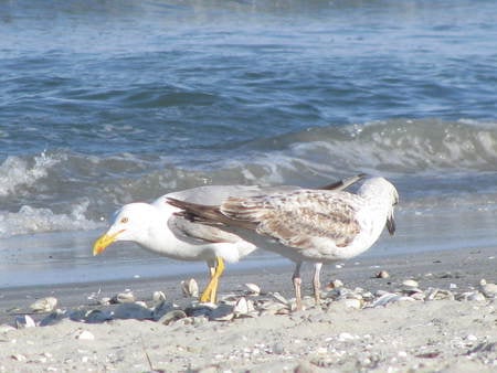 Black Sea - beach, nature, sea