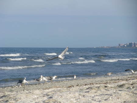 Black Sea - beach, nature, sea