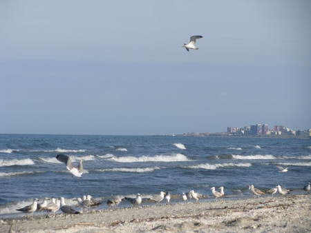 Black Sea - beach, nature, sea