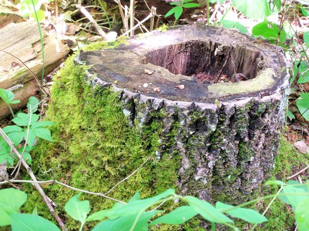 moss covered tree stump - tree, forest, moss, foliage