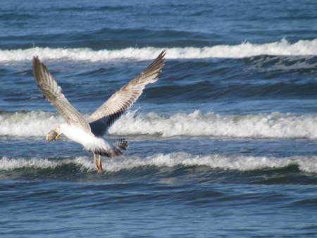 Black Sea - beach, nature, sea