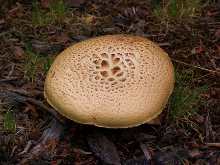 mushroom growing in the forest - nature, mushroom, forest, vegetable