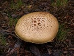 mushroom growing in the forest