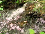 beautiful waterfalls in the forest